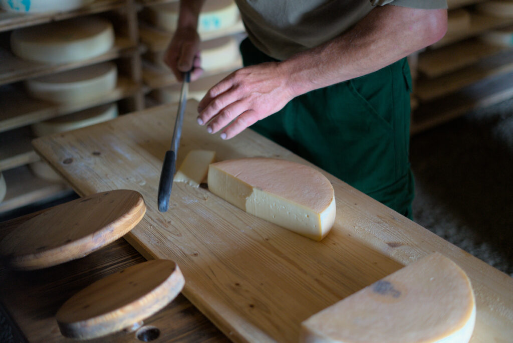 Anfang August kann der erste Käse angeschnitten werde. All die Arbeit der vergangenen Wochen zeigt endlich ihre Früchte.